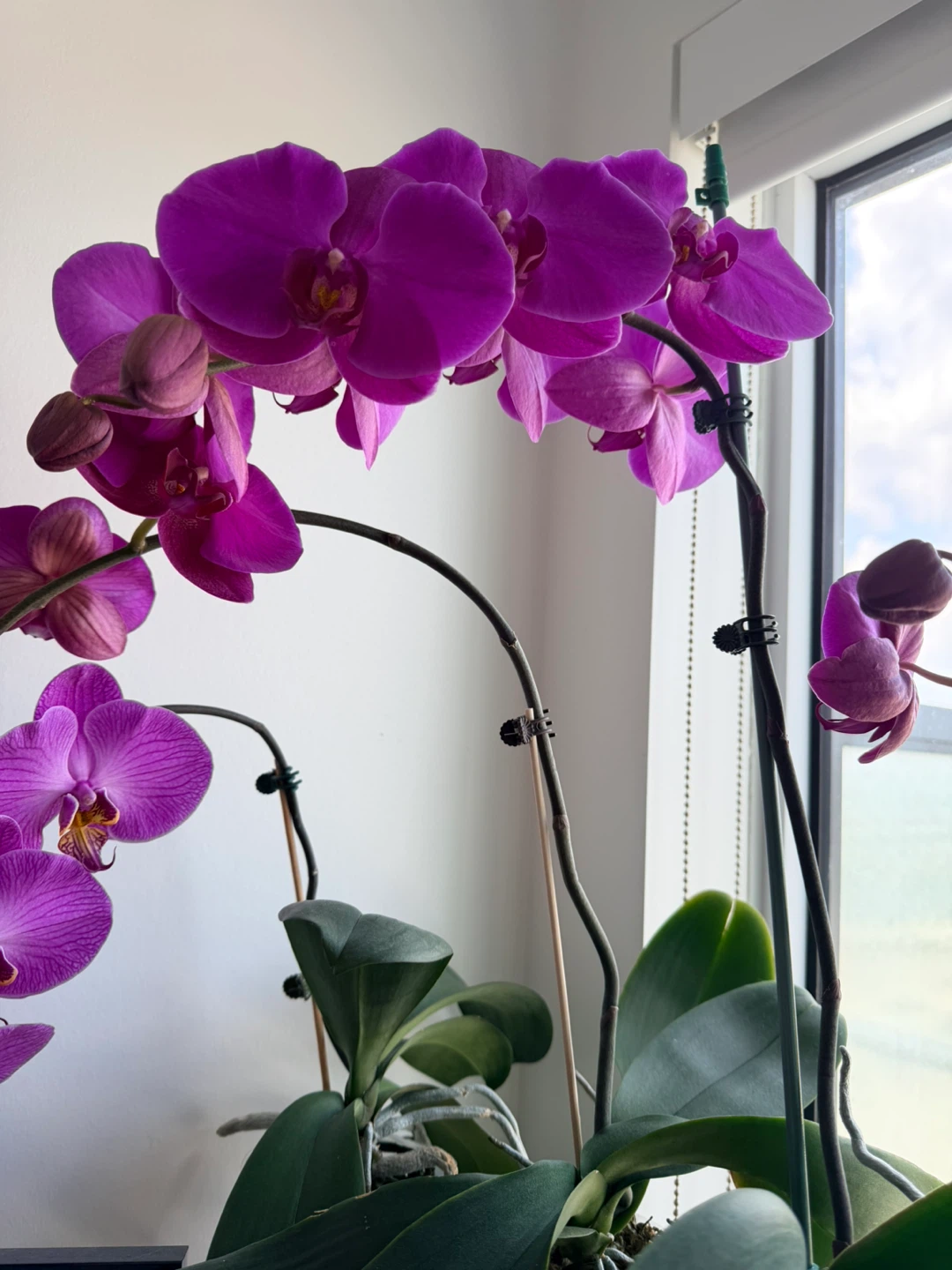 Purple Orchid Plant