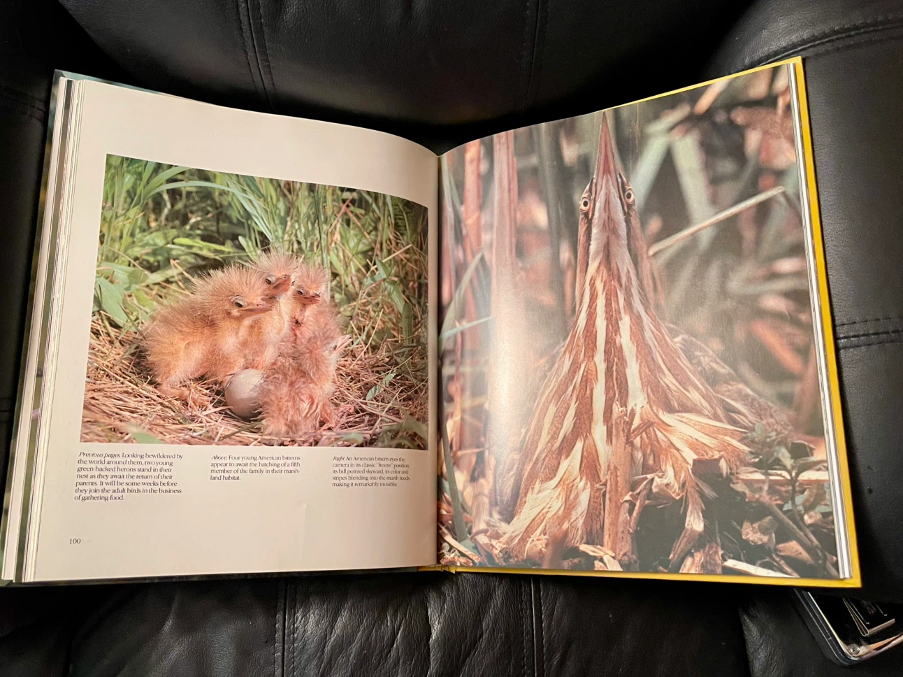 Birds of Canada Book - photo 3