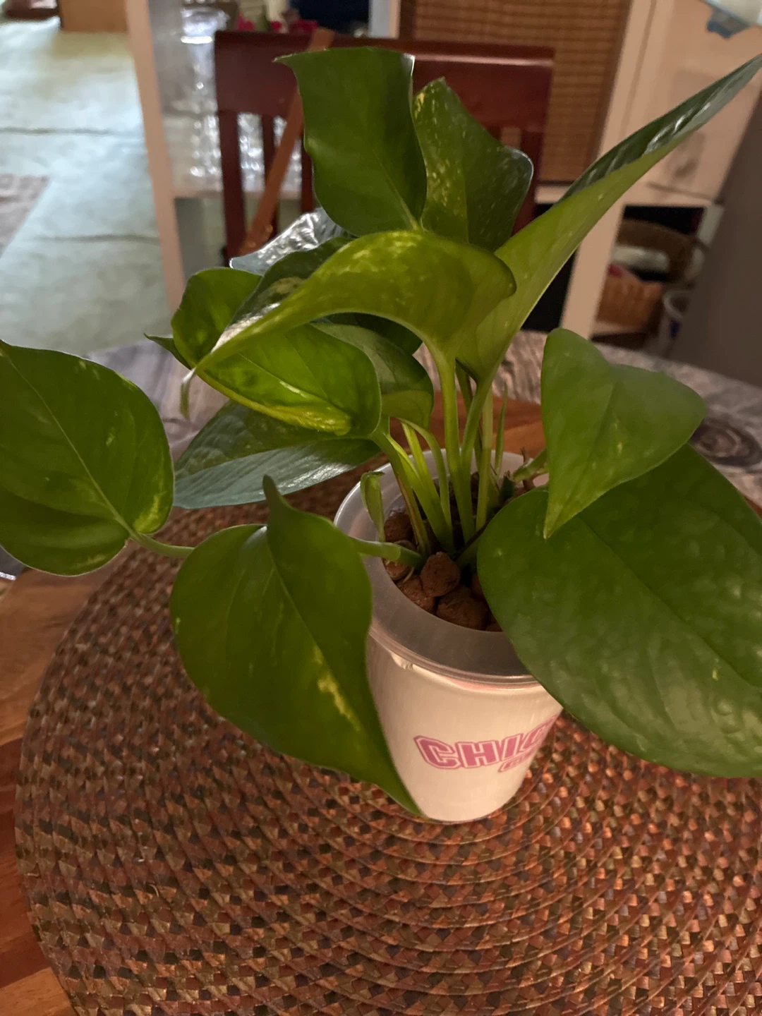 Chicago Est 1897 Coffee Mug Planter - photo 3
