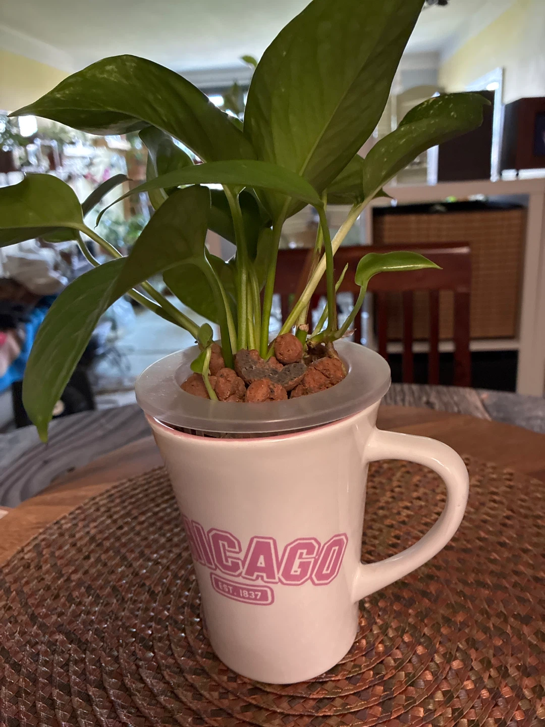 Chicago Est 1897 Coffee Mug Planter - photo 2