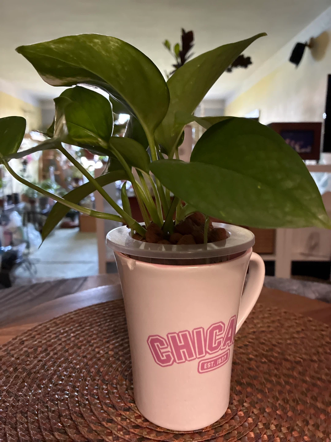 Chicago Est 1897 Coffee Mug Planter