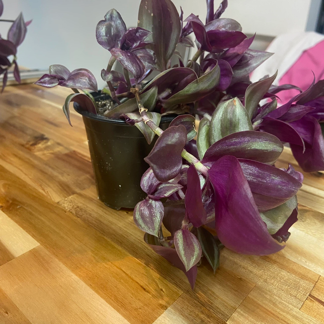 Wandering Jew Plant established offshoot, with nursery pot