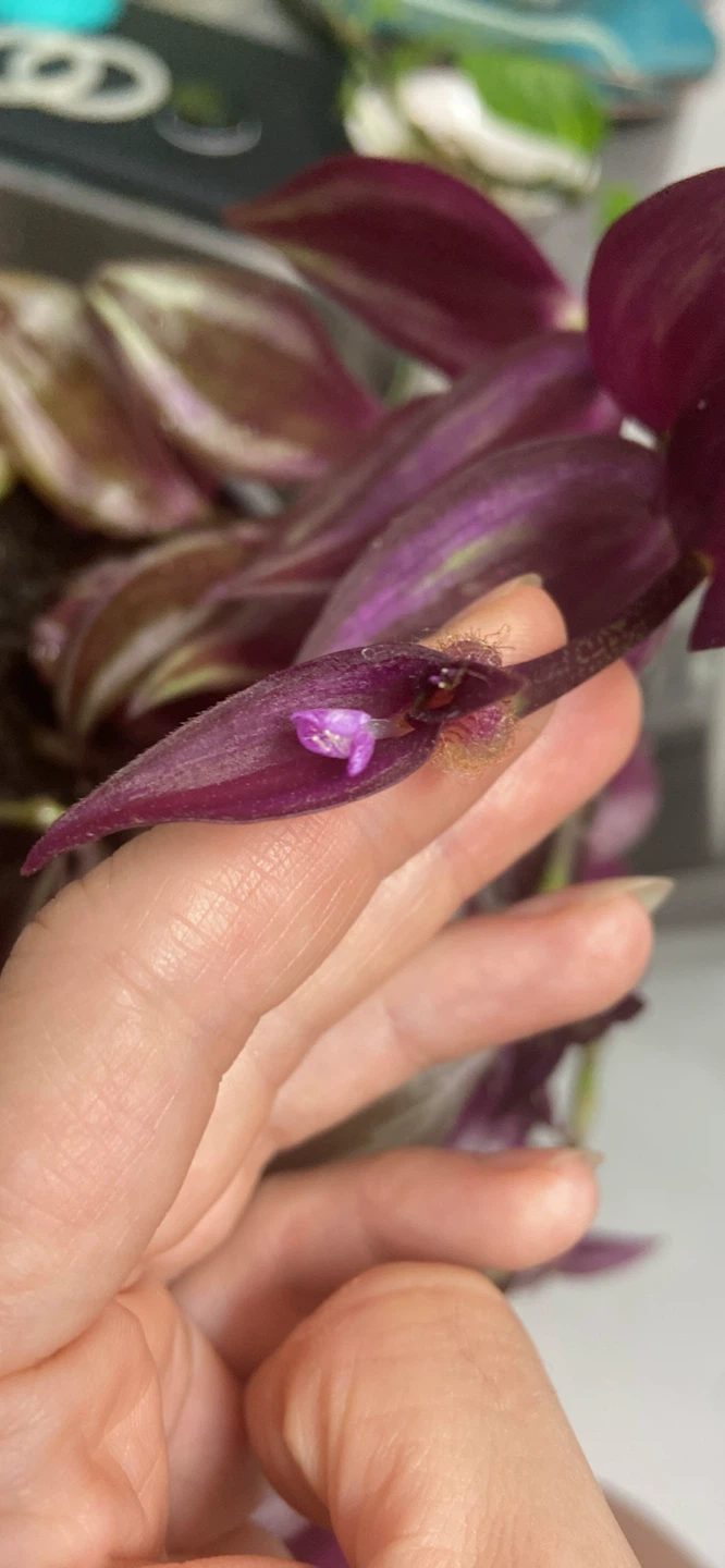 Wandering Jew Plant established offshoot, with nursery pot - photo 2
