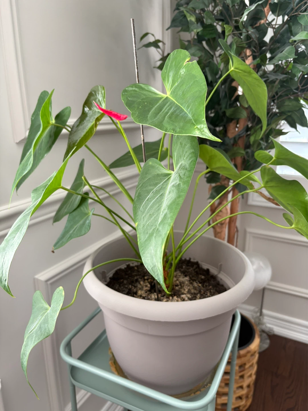 Anthurium Plant in Pot - photo 3