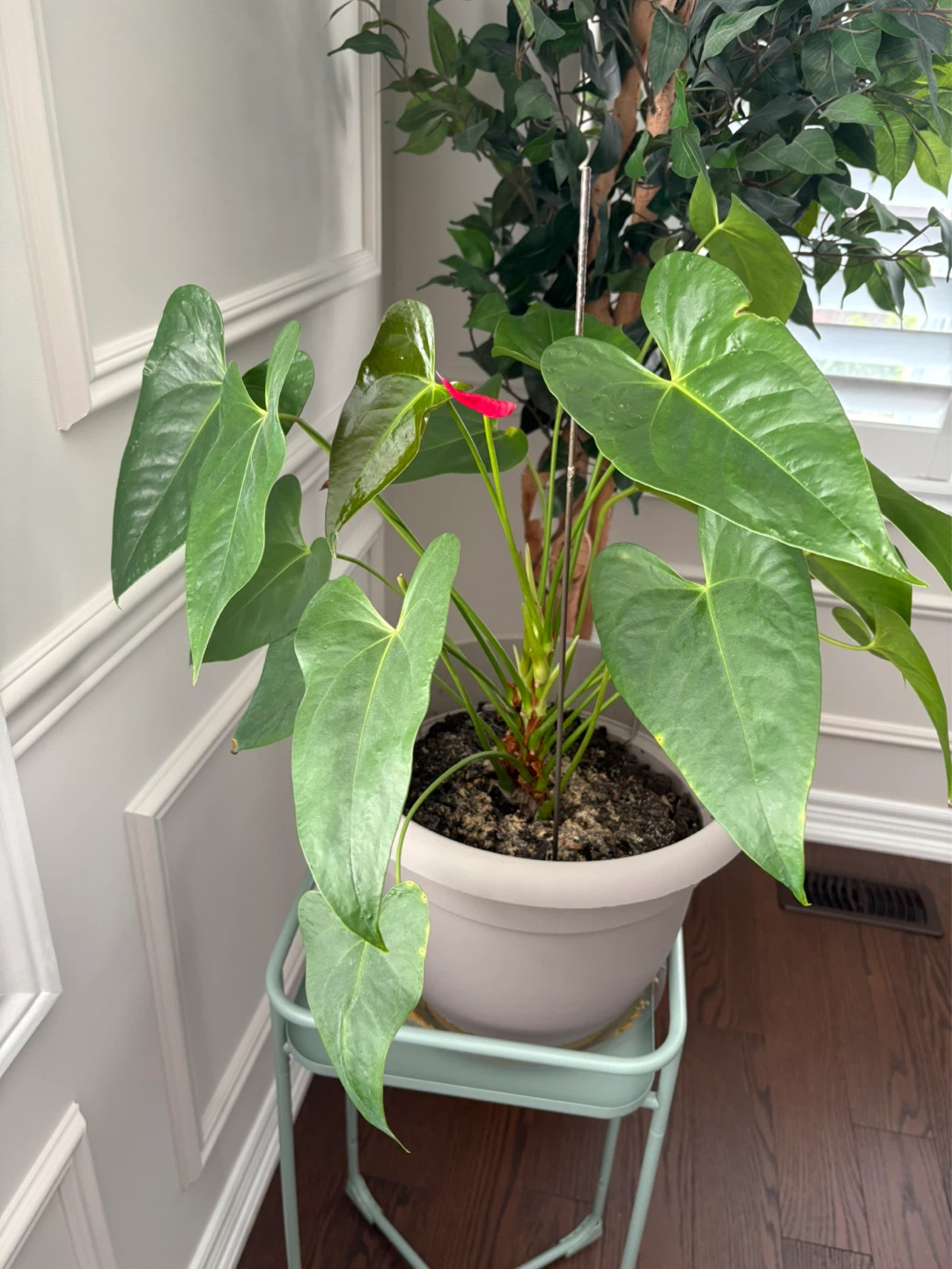 Anthurium Plant in Pot