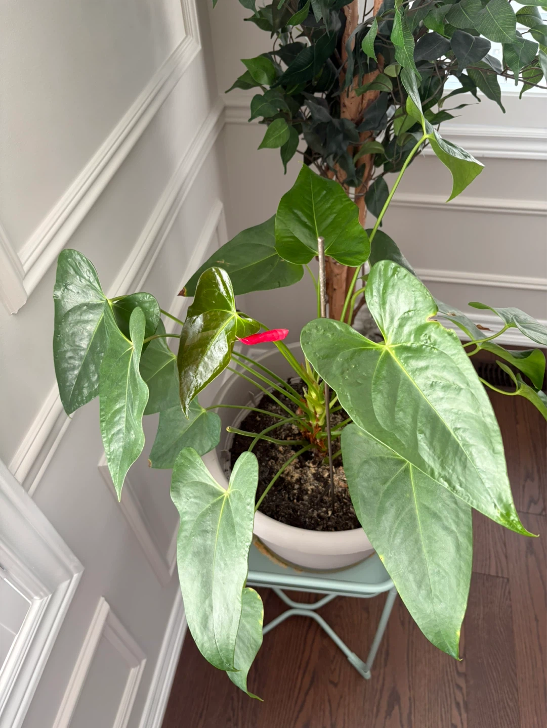 Anthurium Plant in Pot - photo 2
