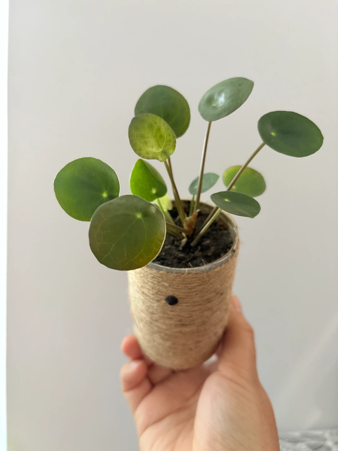 Cute coin tree -  Pilea Plant