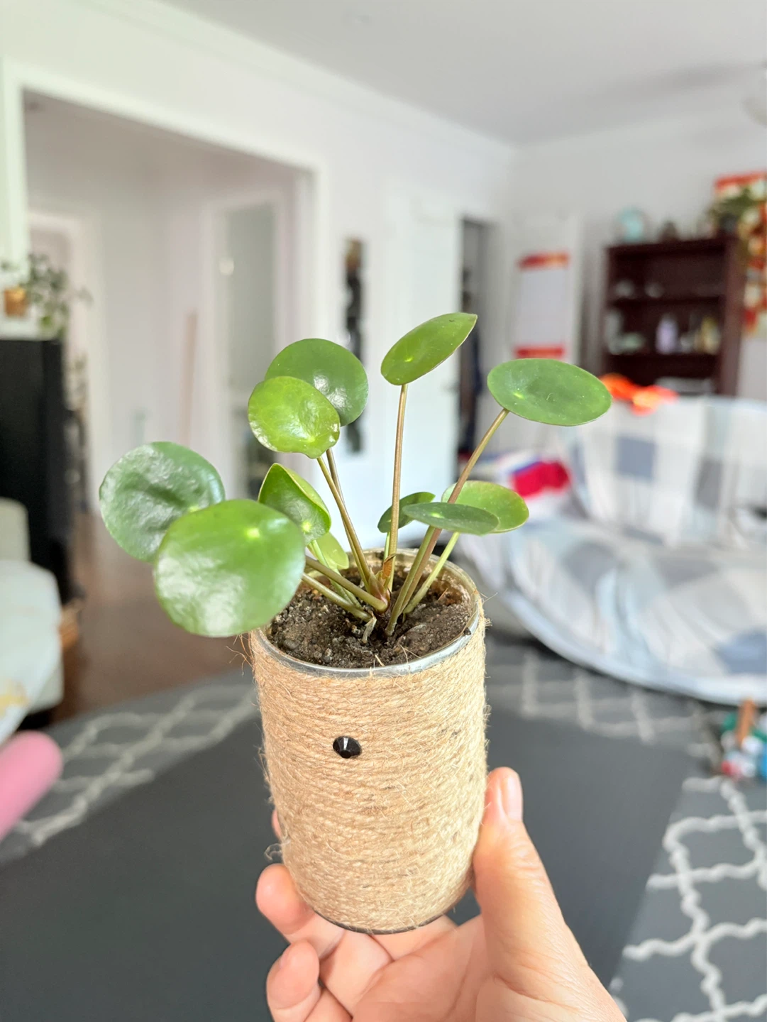 Cute coin tree -  Pilea Plant - photo 3
