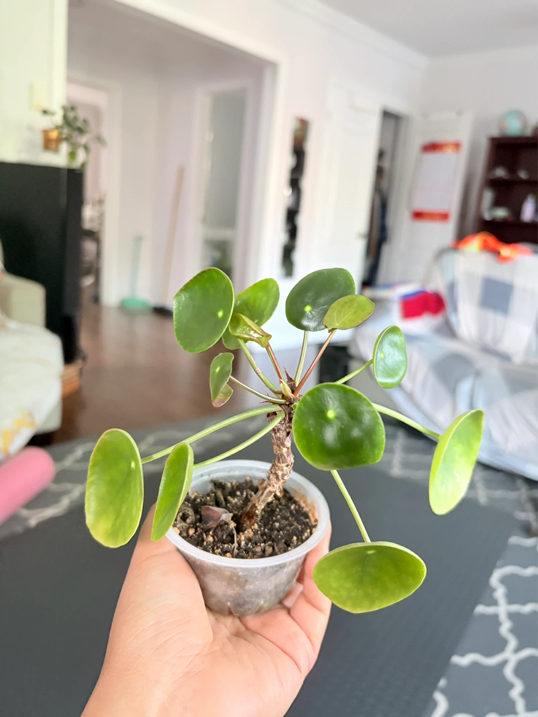 Cute coin tree -  Pilea Plant - photo 2