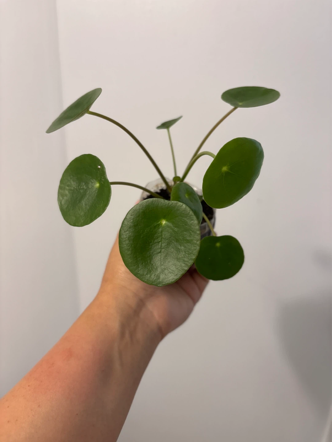Cute coin tree -  Pilea Plant - photo 4