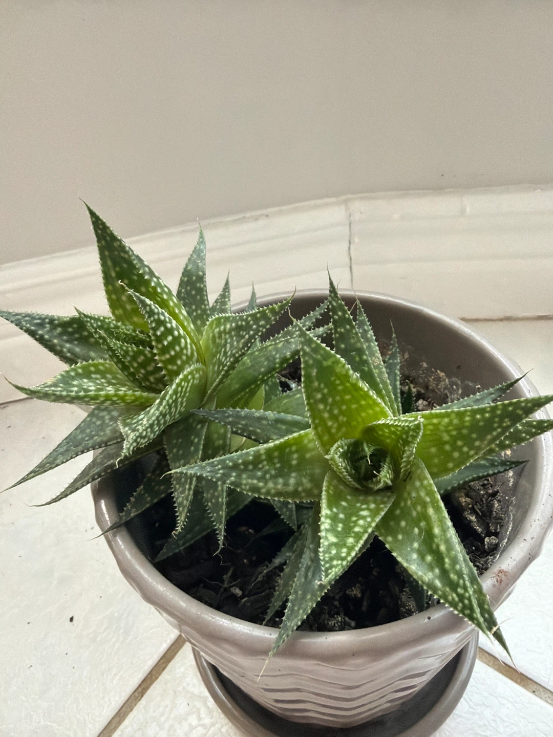 Zebra Haworthia
