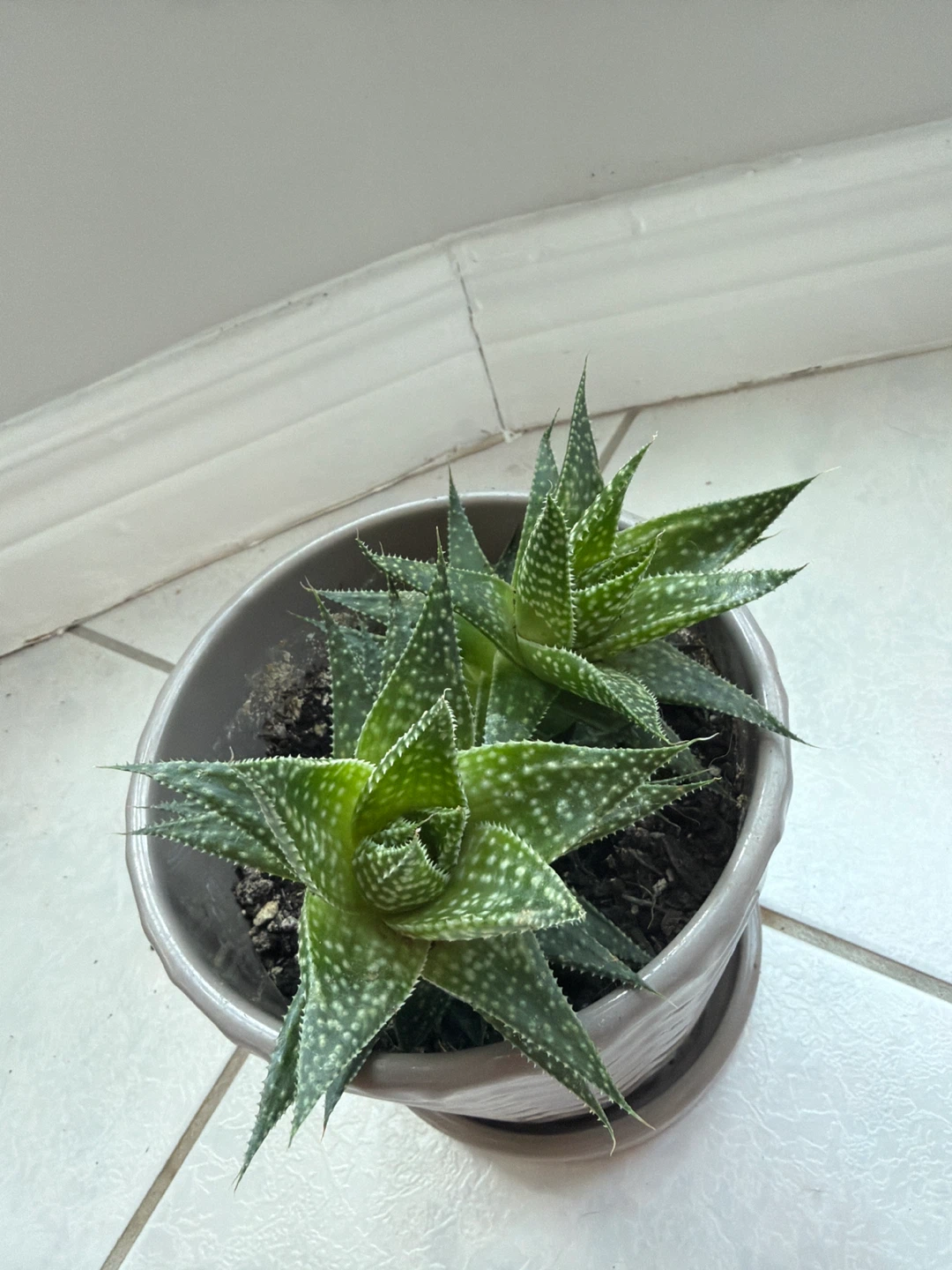 Zebra Haworthia - photo 2