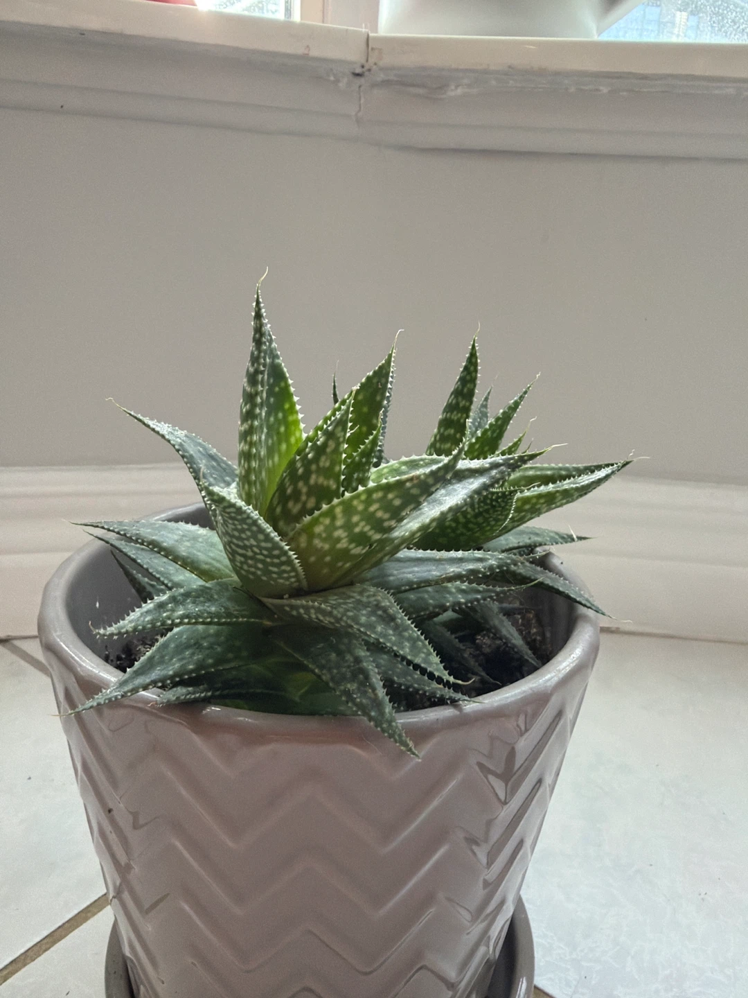 Zebra Haworthia - photo 3