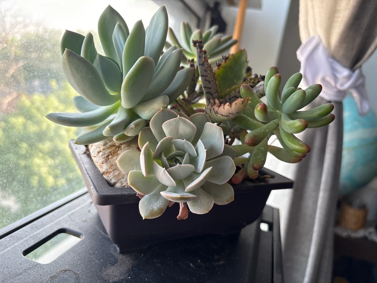 Assorted Succulent Plant Arrangement in Pot