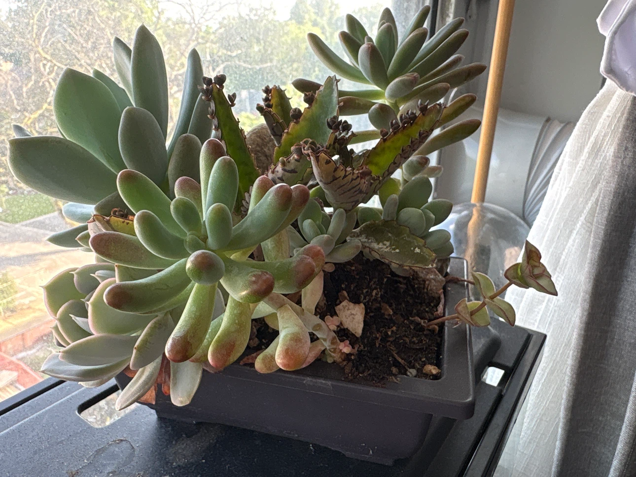 Assorted Succulent Plant Arrangement in Pot - photo 2
