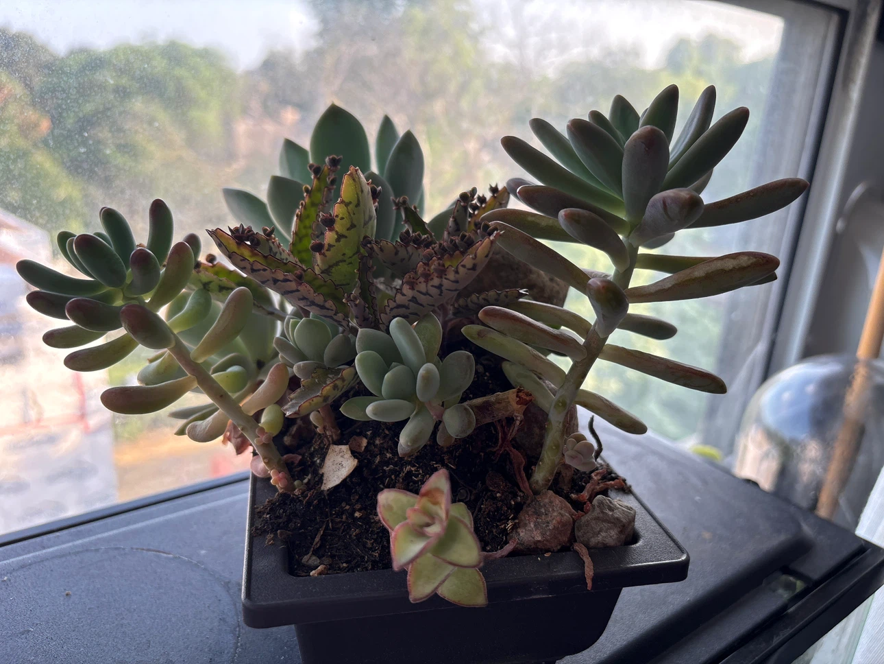 Assorted Succulent Plant Arrangement in Pot - photo 3