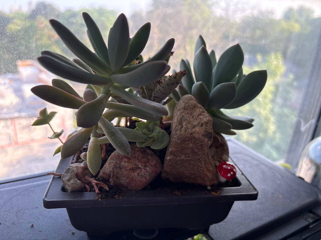 Assorted Succulent Plant Arrangement in Pot - photo 4