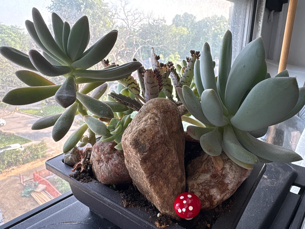 Assorted Succulent Plant Arrangement in Pot - photo 5