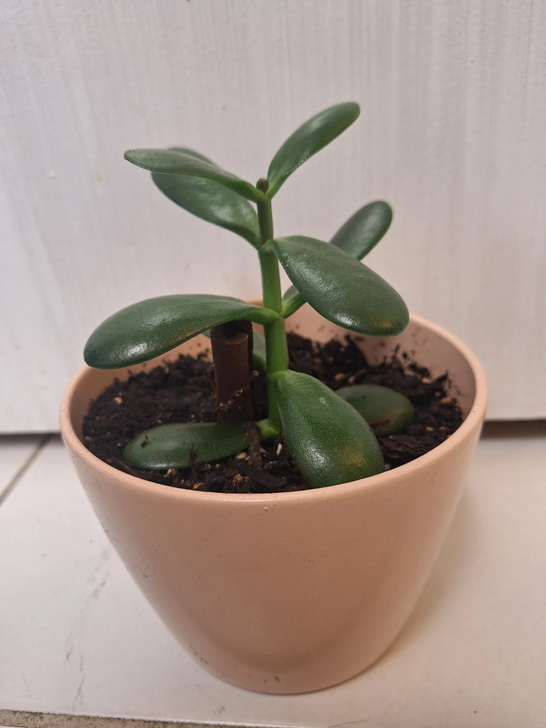 Jade Plant in Salmon Pink Pot