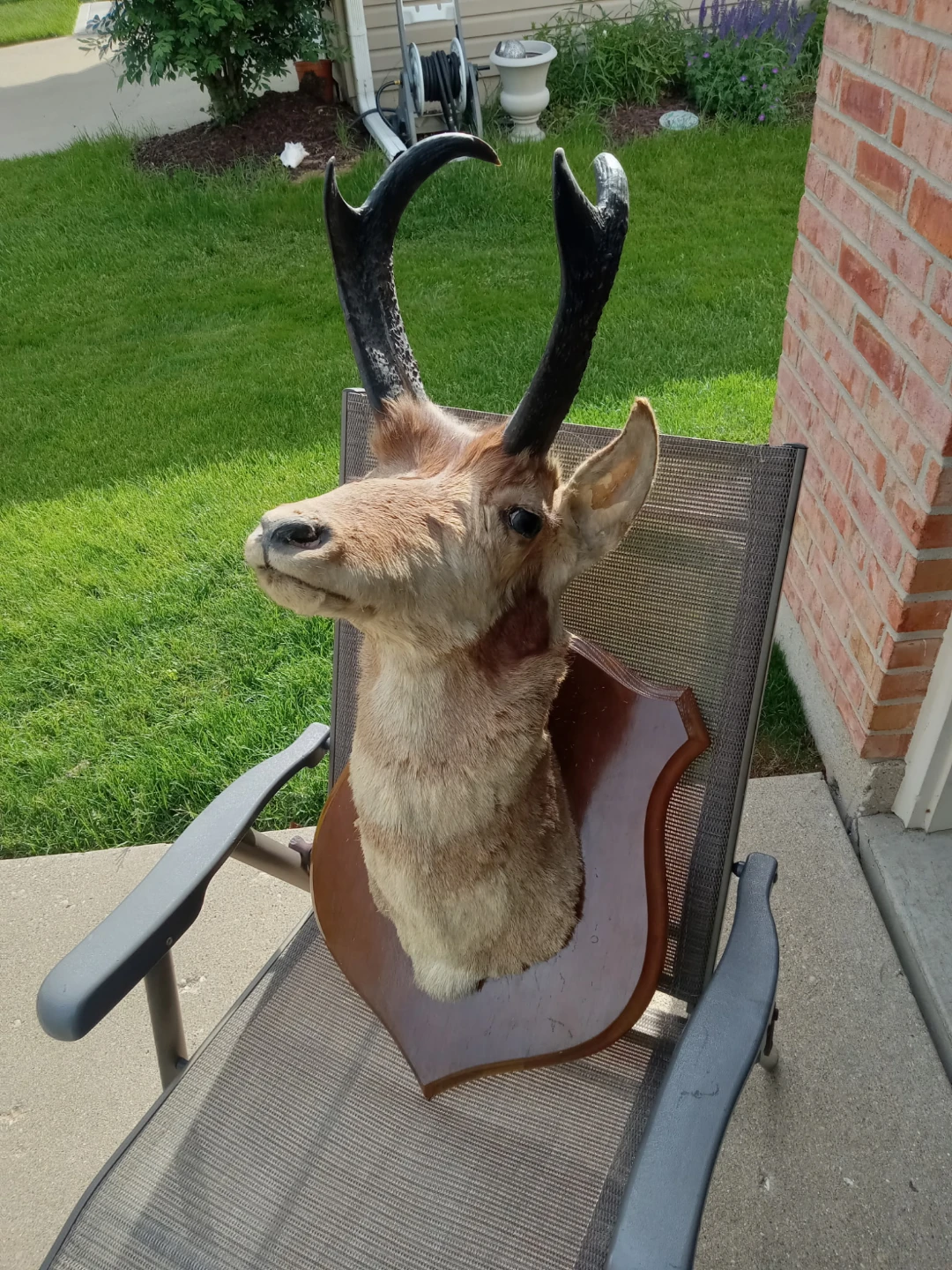 Antelope Shoulder Decor