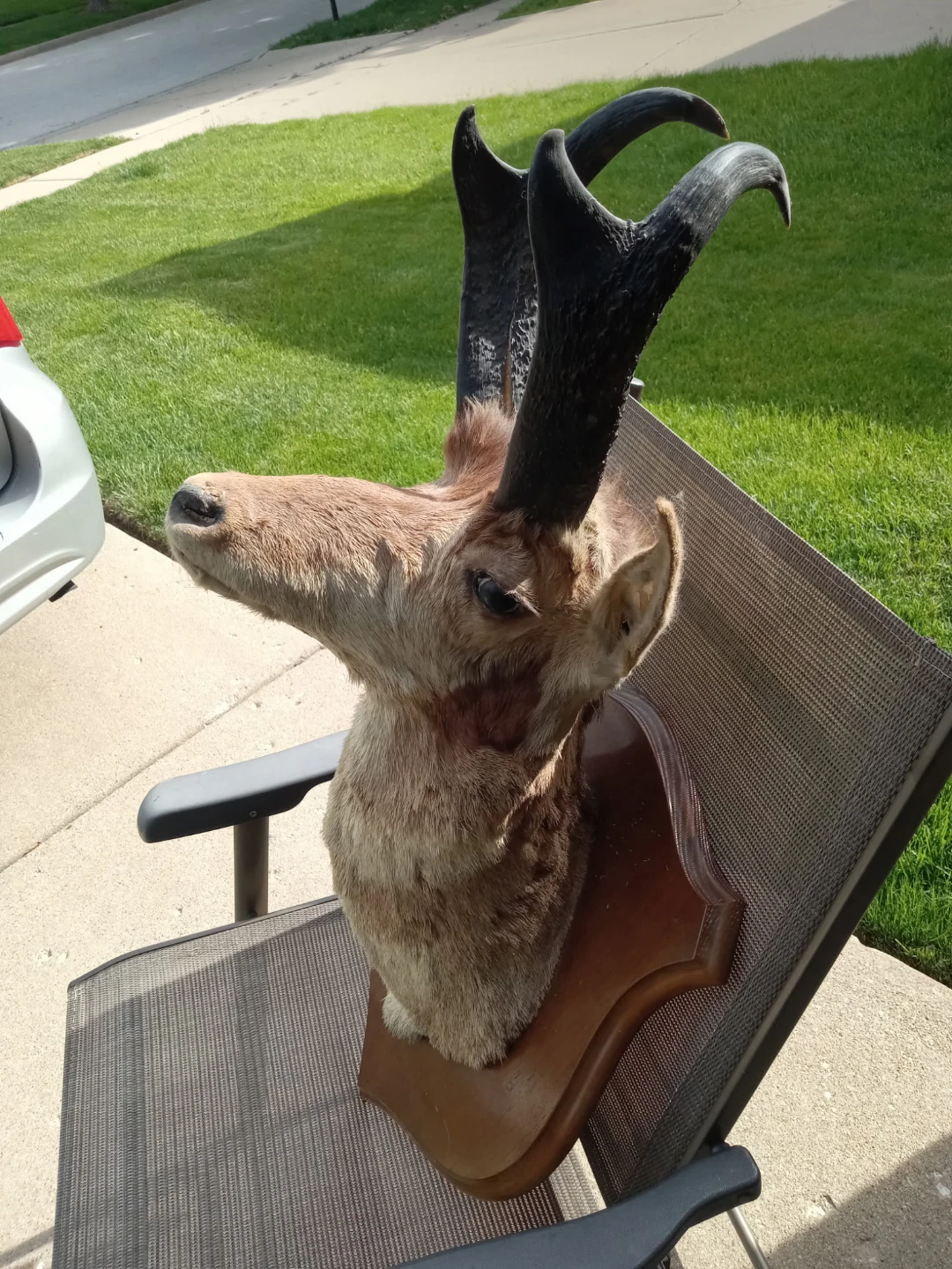 Antelope Shoulder Decor - photo 4