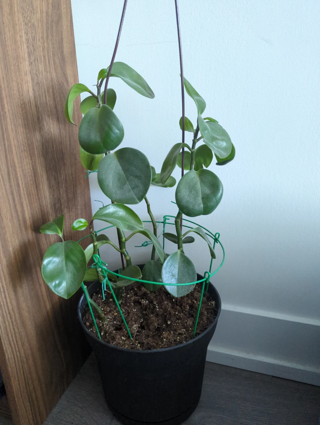Easy indoor Plant in Black Pot