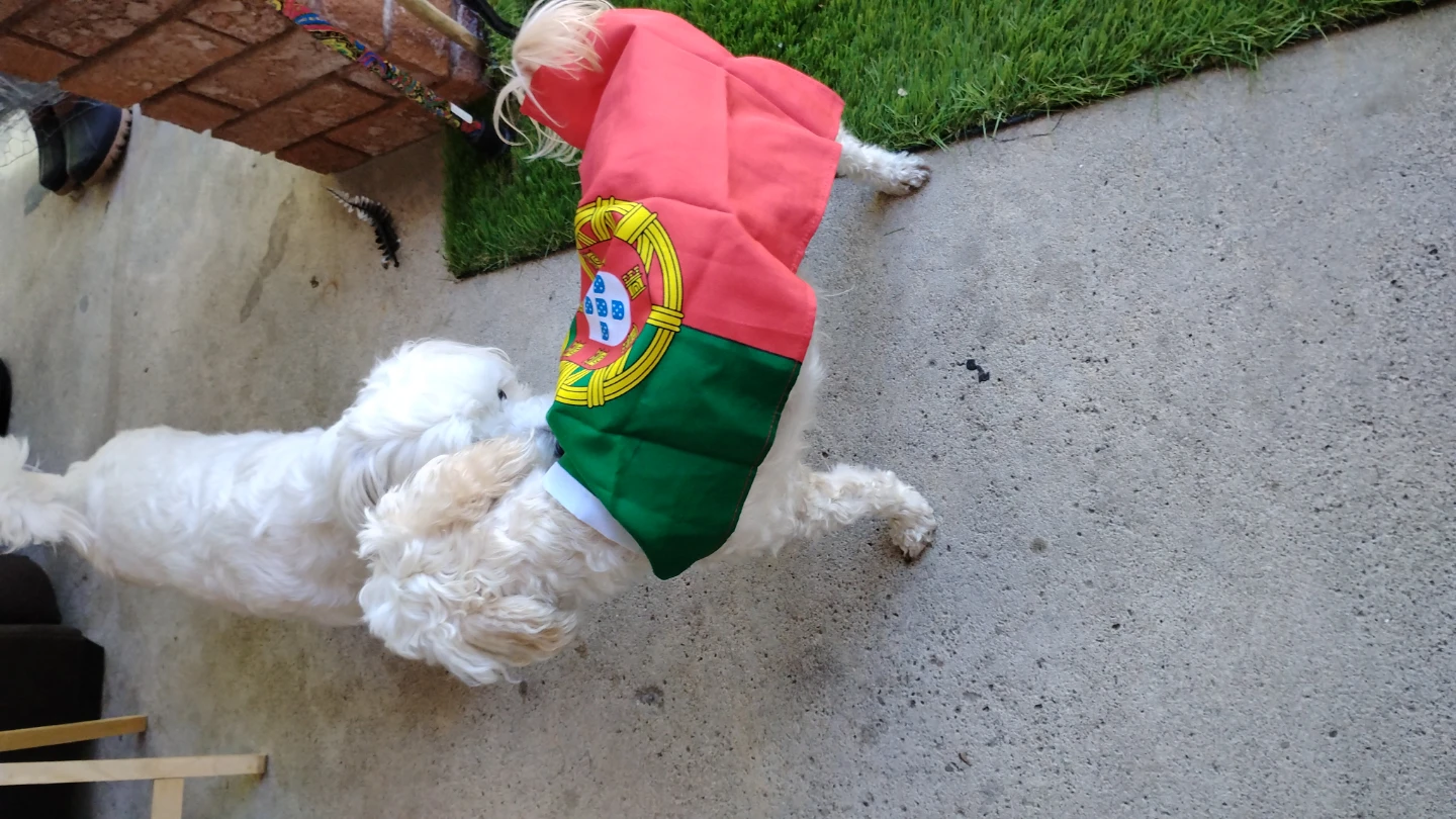 PORTUGAL Doggy CAPE! (comes in any Team/County) - photo 3