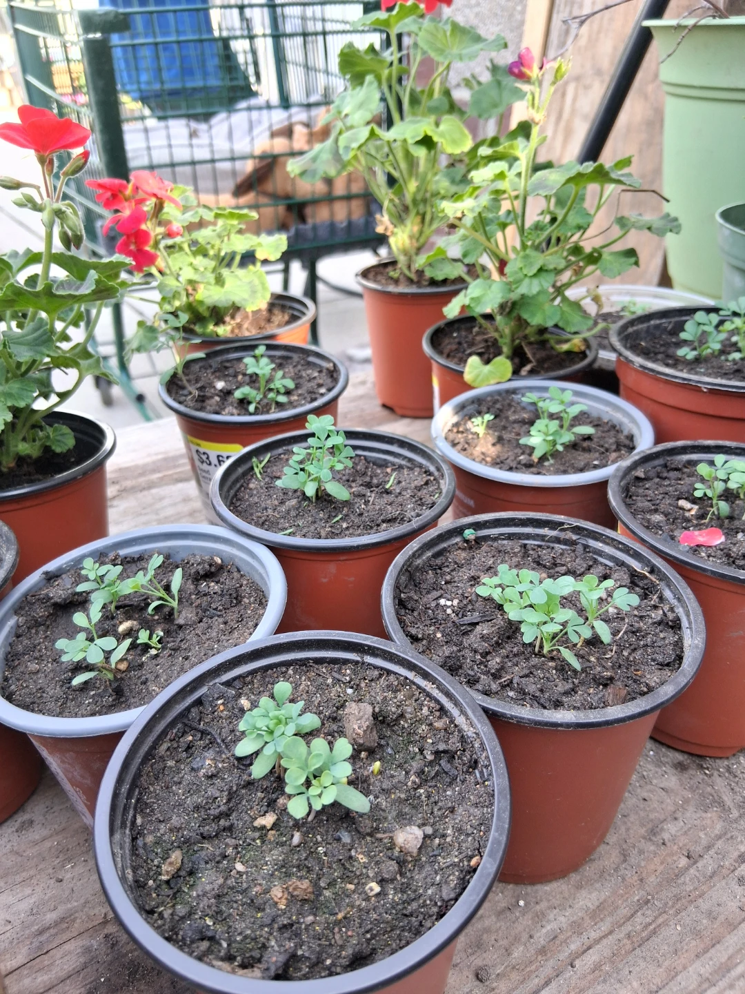 Assorted Plant Seedlings in Pots ⚽