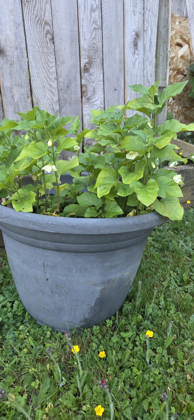 orange lantern perenial plant in large pot - photo 2