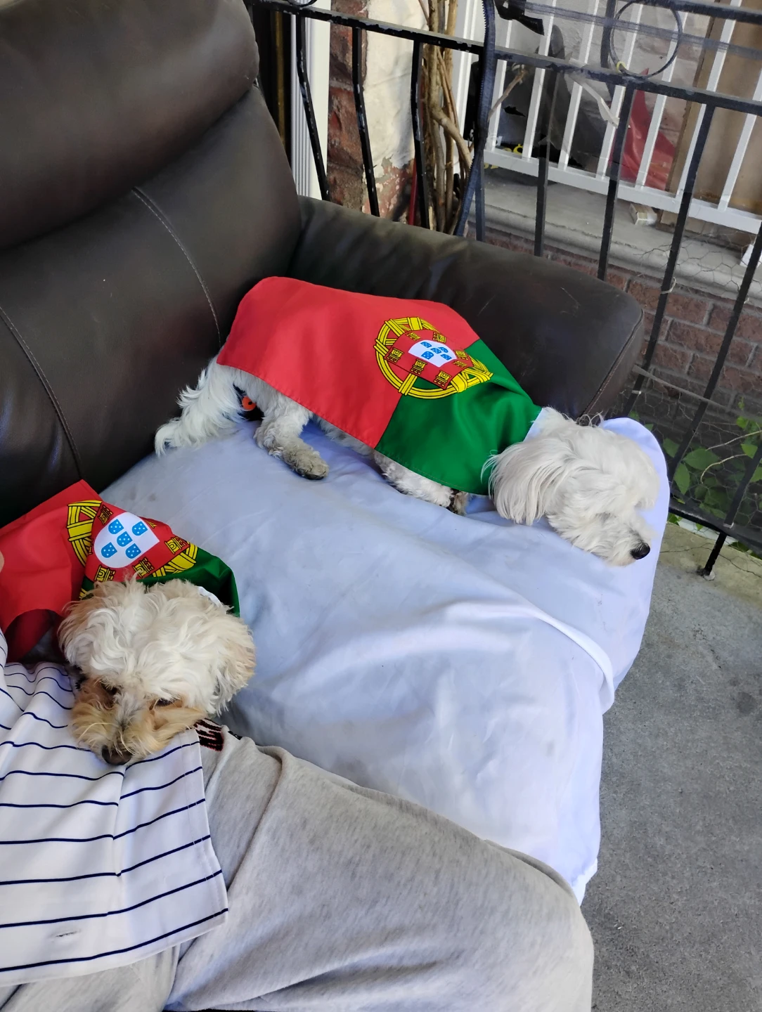 PORTUGAL Doggy CAPE! (comes in any Team/County)