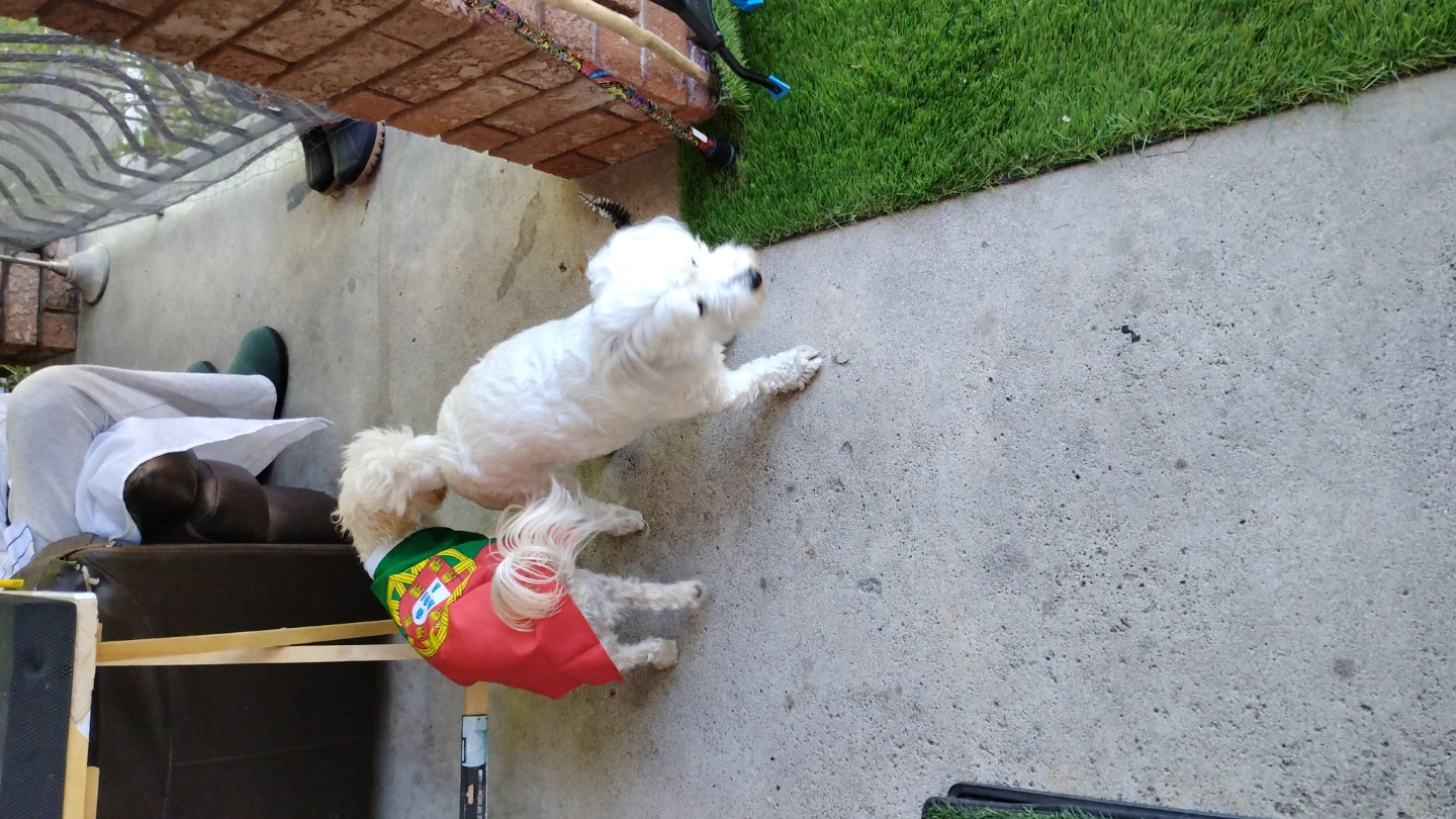PORTUGAL Doggy CAPE! (comes in any Team/County) - photo 2