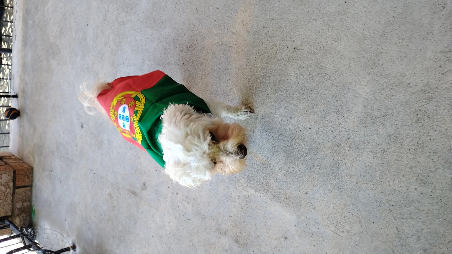 PORTUGAL Doggy CAPE! (comes in any Team/County) - photo 4