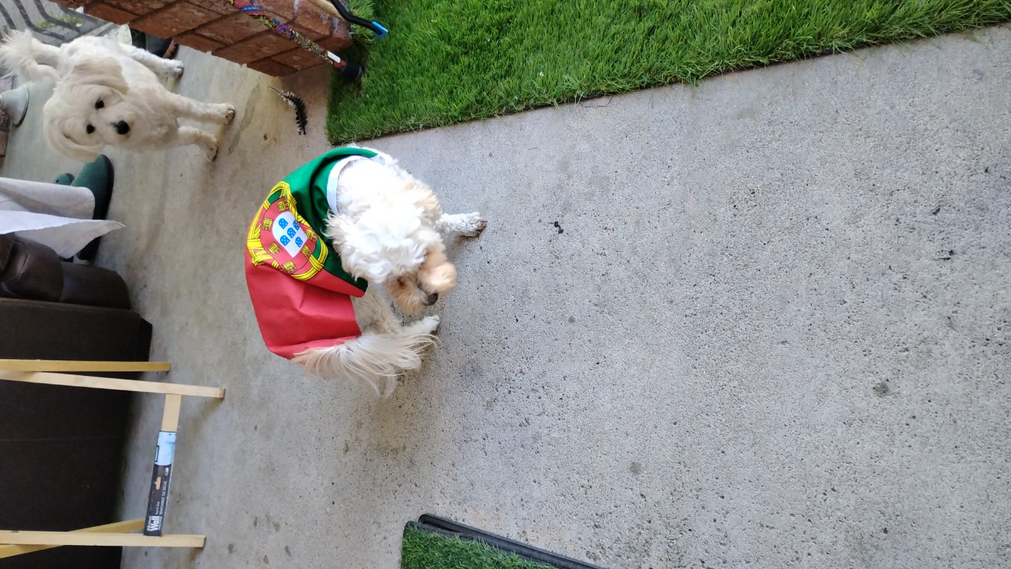 PORTUGAL Doggy CAPE! (comes in any Team/County) - photo 5