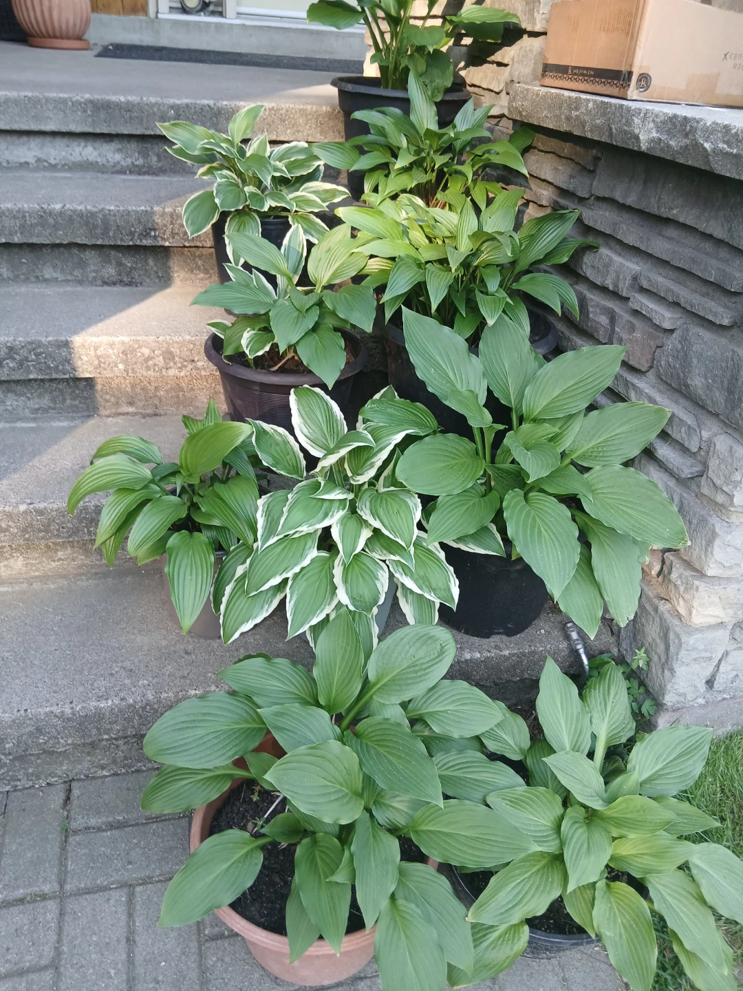 Assorted Hosta Plants