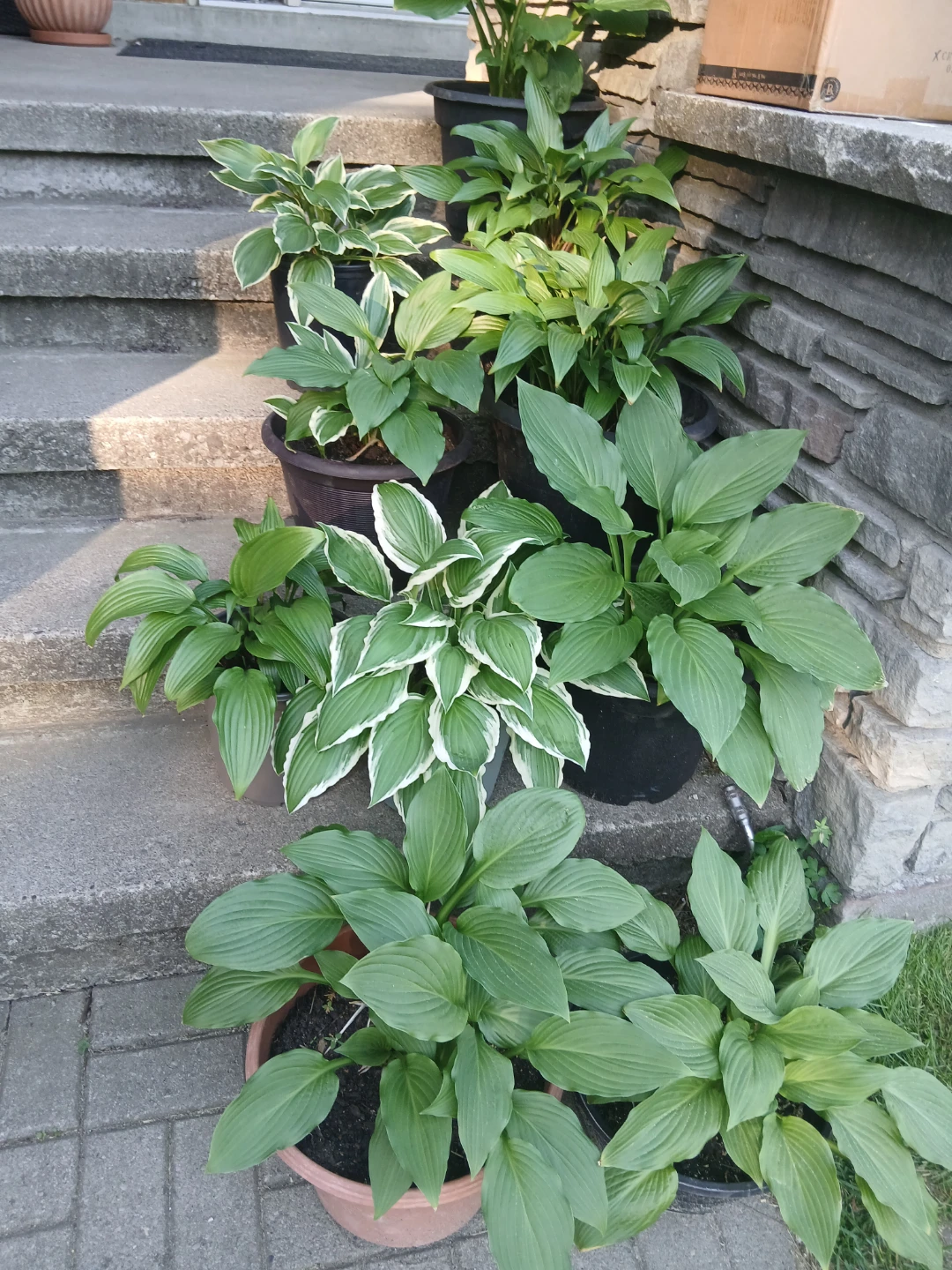 Assorted Hosta Plants - photo 4