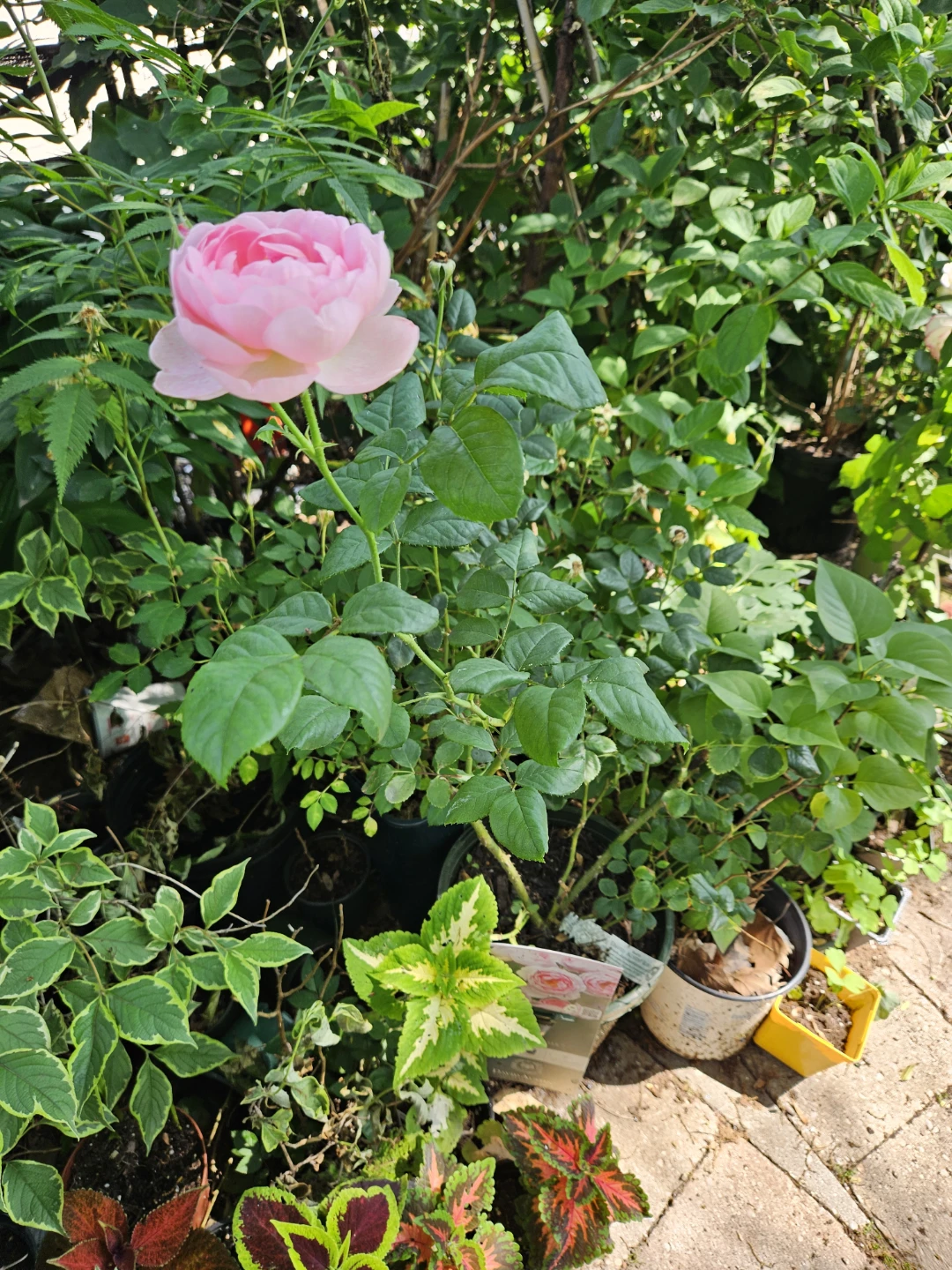 David Austin Rose"