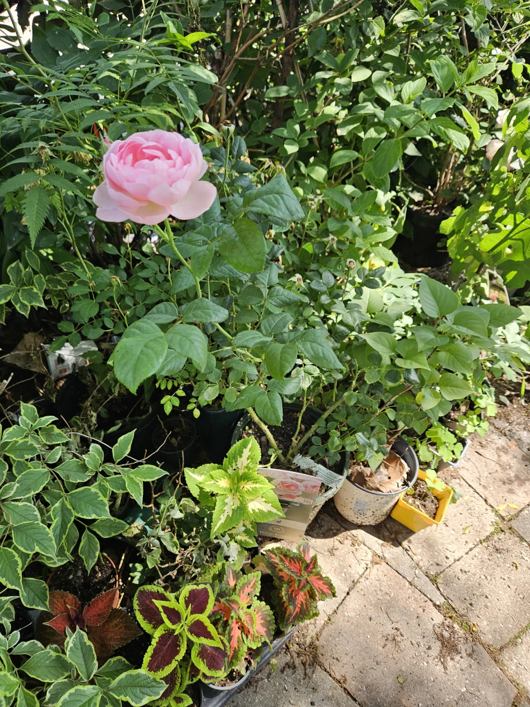 David Austin Rose" - photo 2