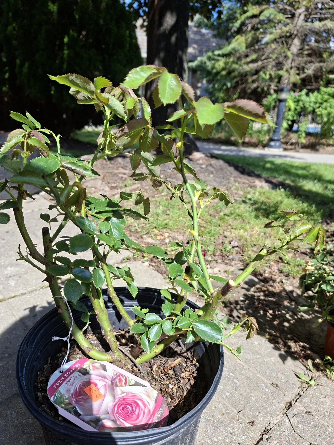 Eden Rose '85 Climbing Rose Plant - photo 5