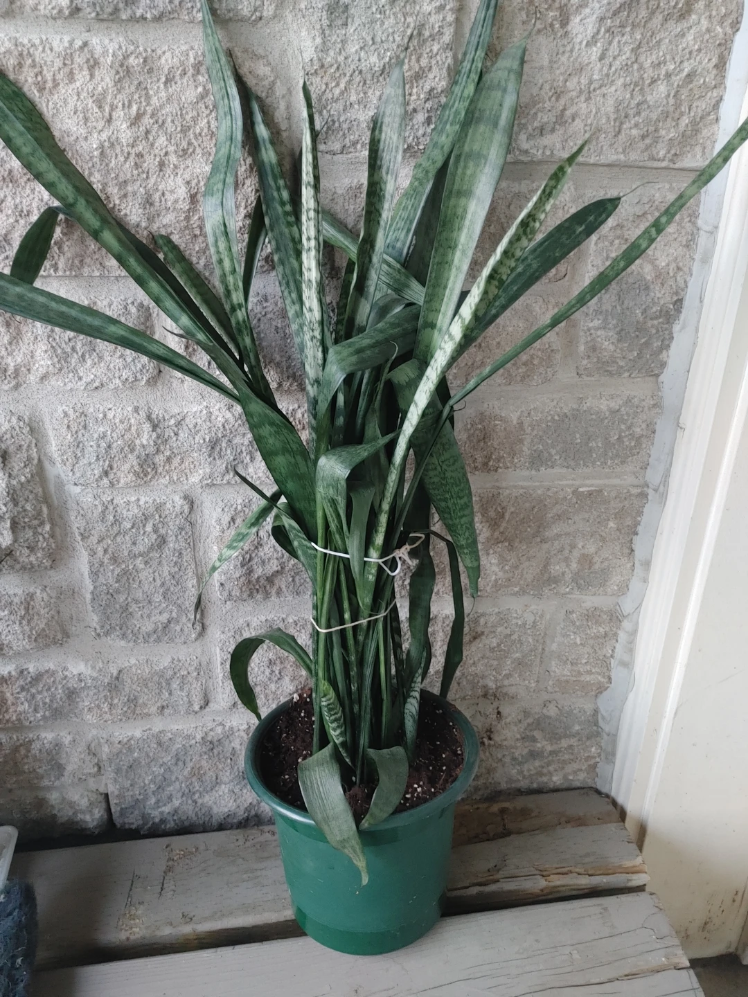Snake Plant in Green Pot