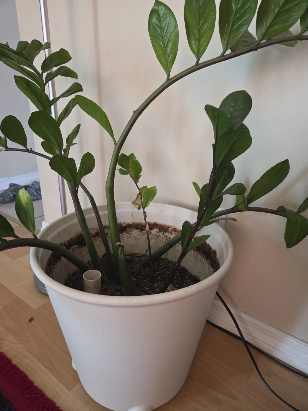 ZZ Plant in White Pot