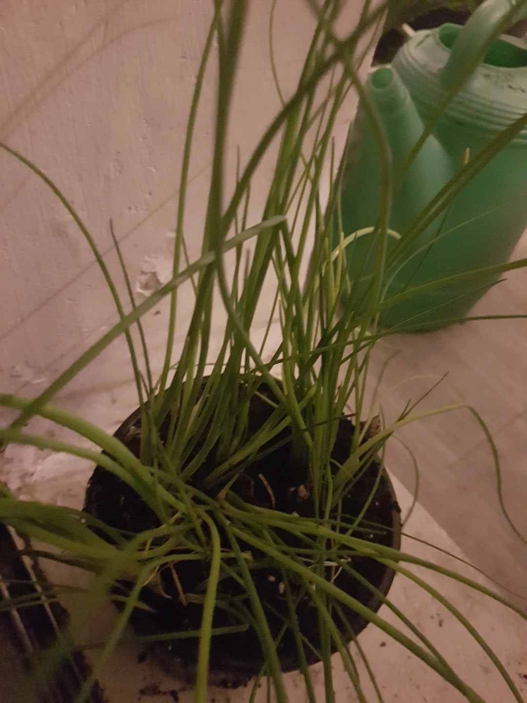 Chives Plant in Pot - photo 5