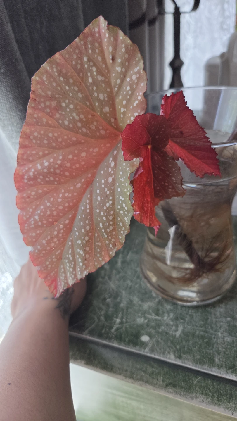 Begonia Plant Cutting