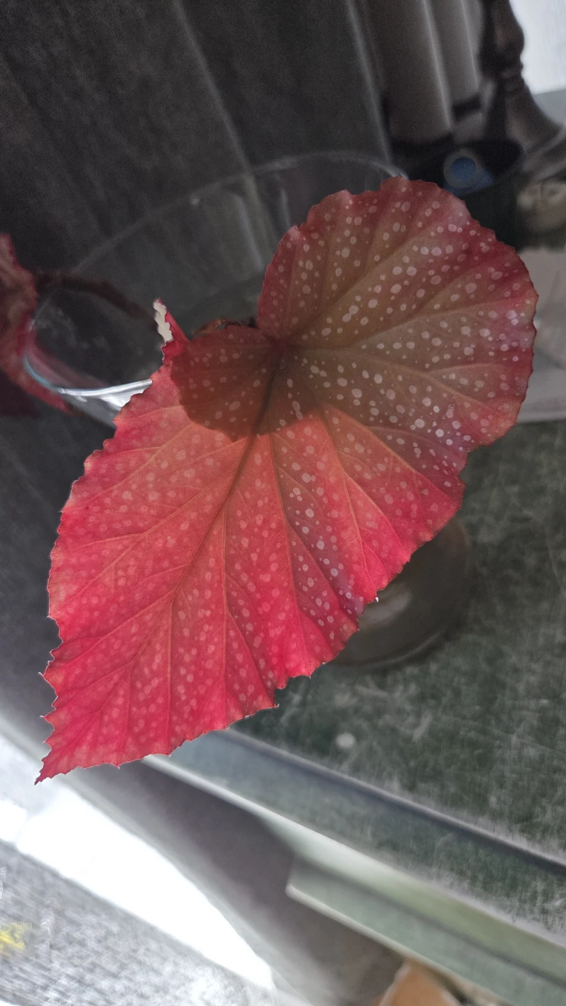 Begonia Plant Cutting - photo 2