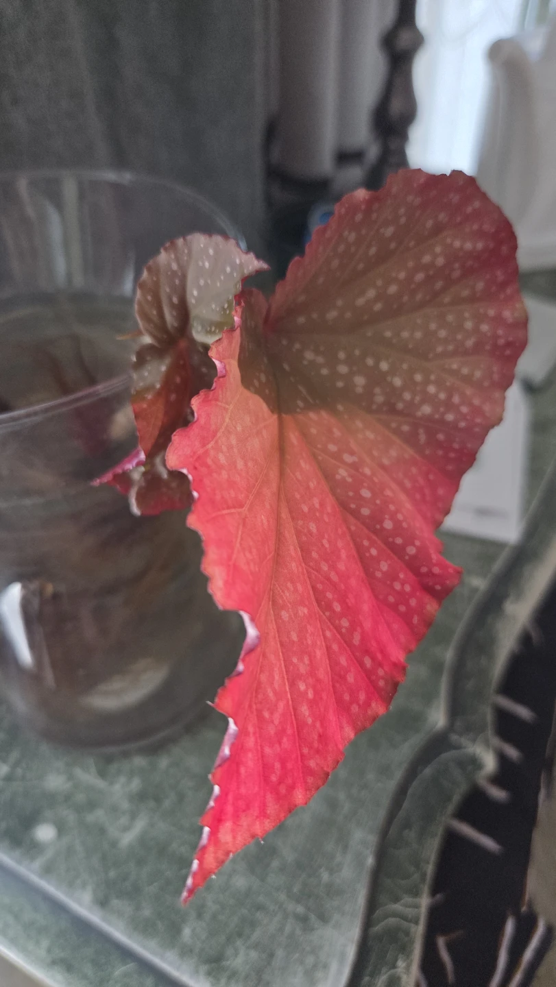 Begonia Plant Cutting - photo 3