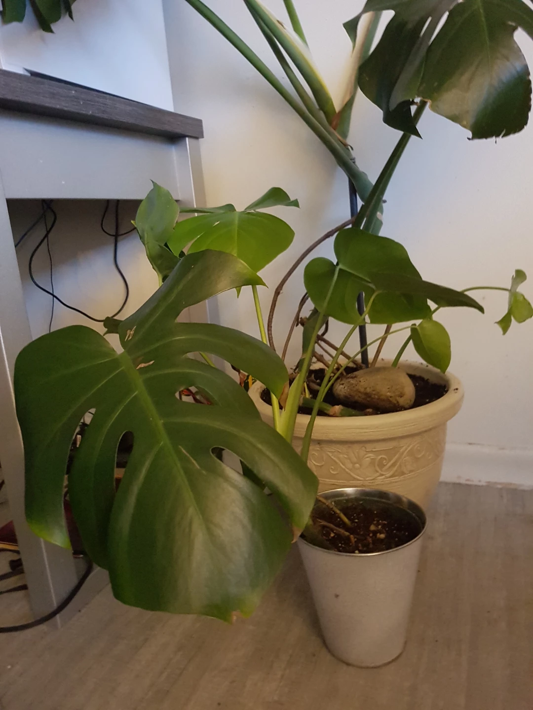 Monstera Plant - photo 3
