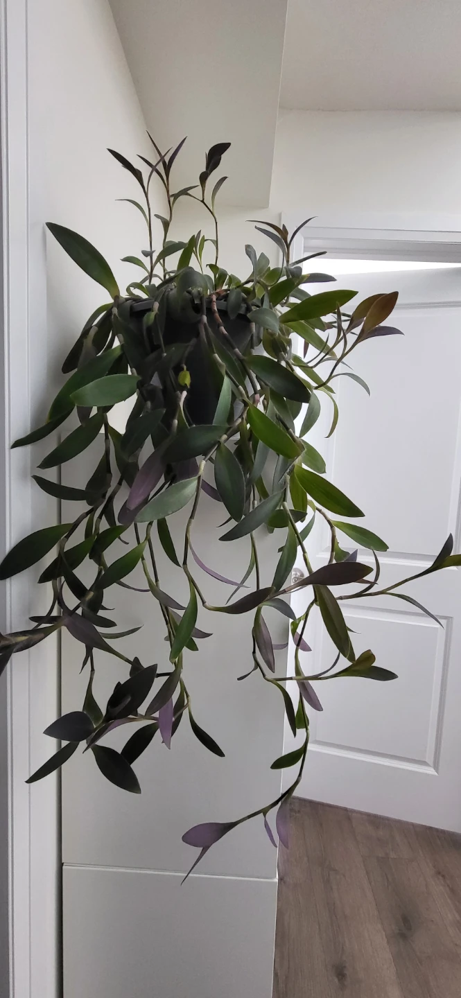 Tradescantia Purple Heart