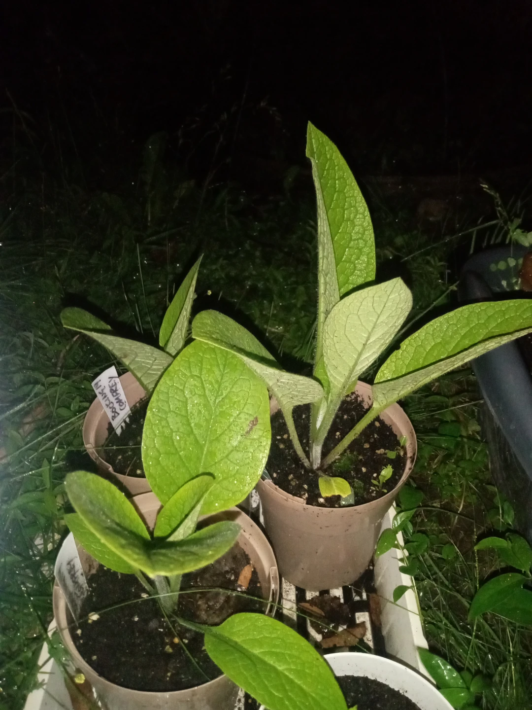 Bocking 14 Comfrey plant