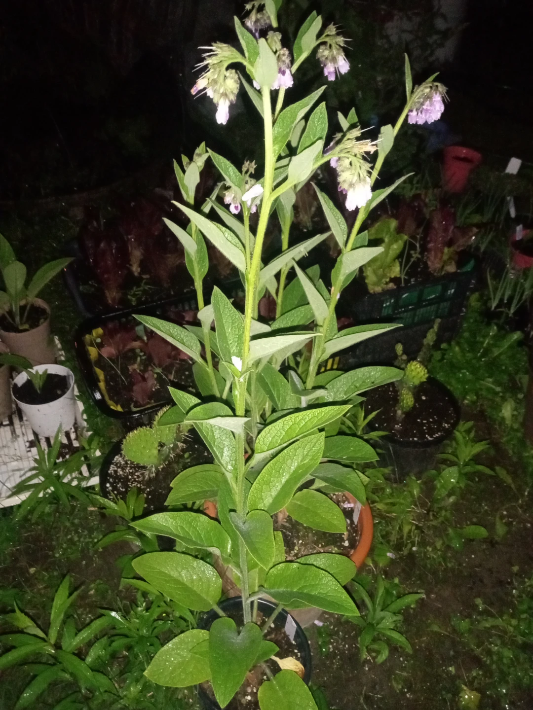Bocking 14 Comfrey plant - photo 2