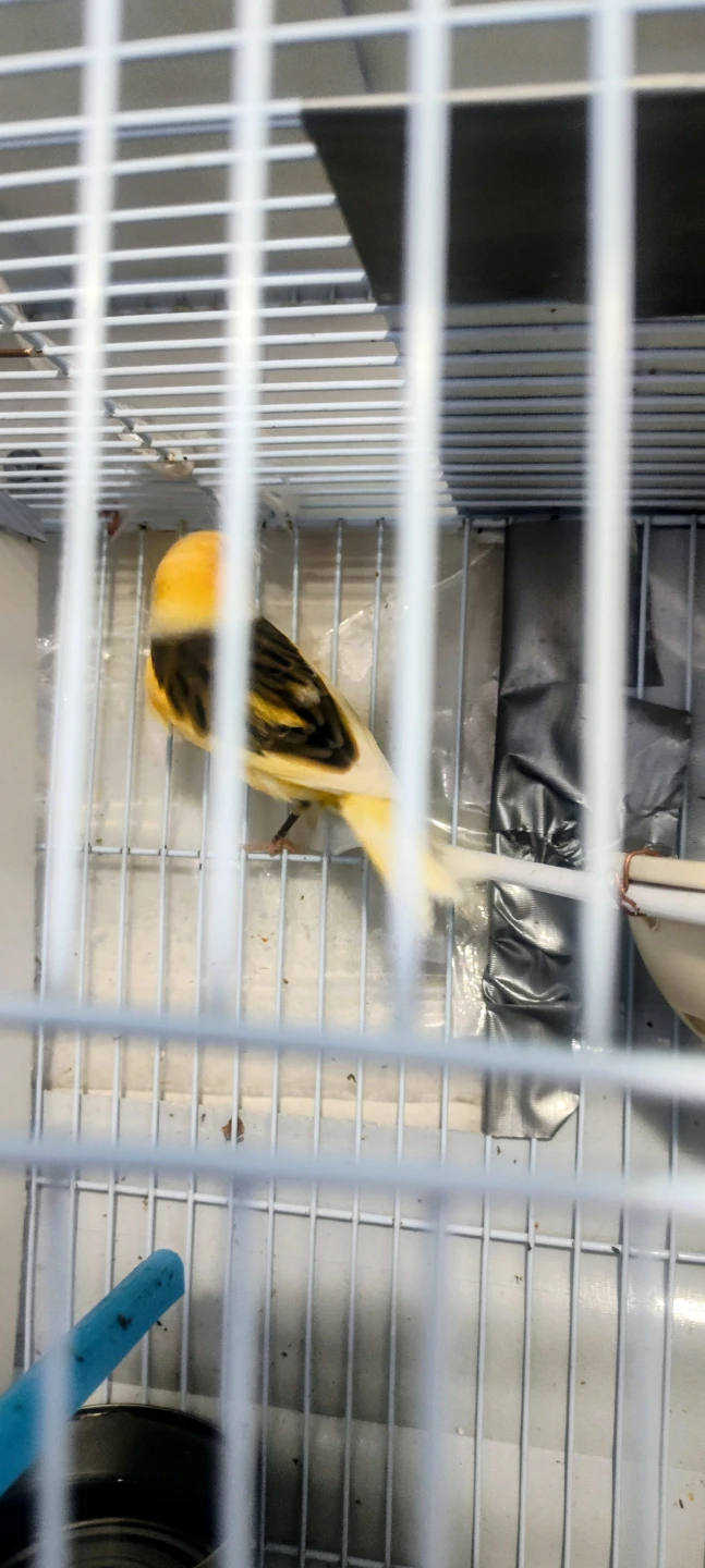 Canary Male singing