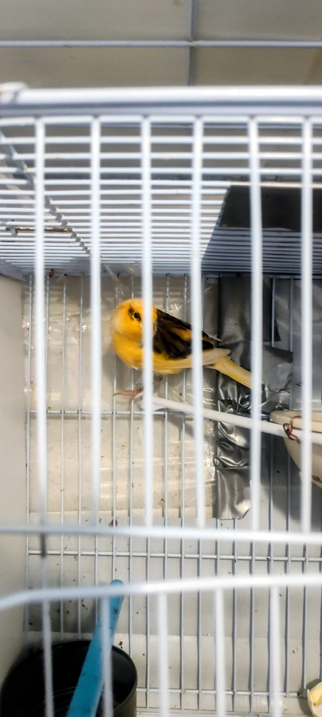 Canary Male singing - photo 4